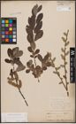 Foto von Salix caprea L. x Salix cinerea L.
